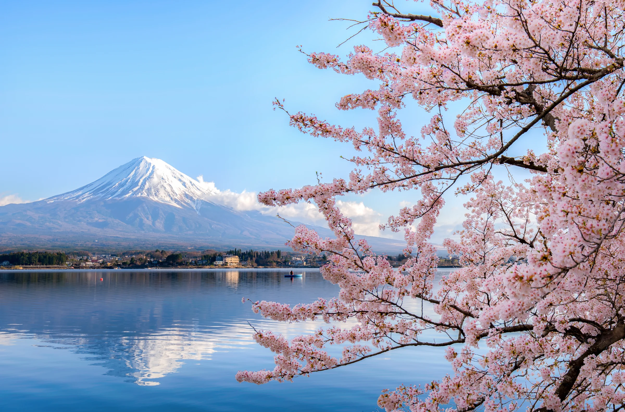 Mount Fuji beyond a lake, framed by cherry blossoms in bloom